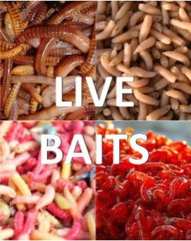 LIVE BAITS